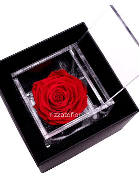 Rosa stabilizzata small 6x6